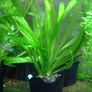 Aquarium plants Image 5