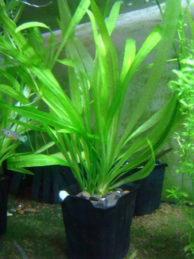 Aquarium plants