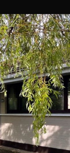 pvc windows