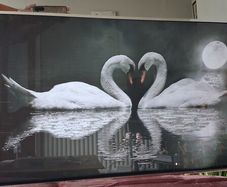 Beautiful swan pacture