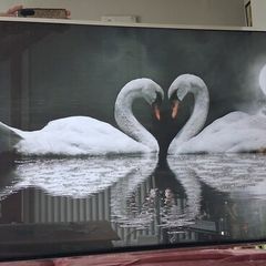 Beautiful swan pacture