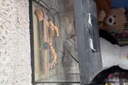 reptile tank