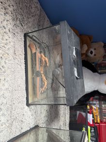 reptile tank