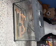 reptile tank