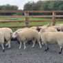 Ewe Hoggets for sale Image 3