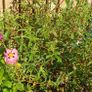Cistus Purpureus Lam -- nice big flowers  bushy plant. The bush is just beginning to bloom and will be looking beautiful on any garden. https://www.rhs.org.uk/plants/90960/cistus-purpureus/details Image 2