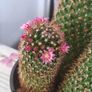 cactus plant, Buy one, get the second one for free Image 2