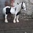 kev1906