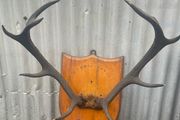 Antique Mounted  nine point Antlers on a shield plaque c1890
