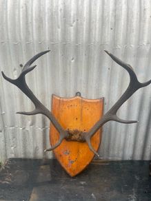 Antique Mounted  nine point Antlers on a shield plaque c1890