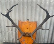 Antique Mounted  nine point Antlers on a shield plaque c1890