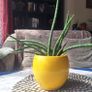 Sansevieria Cylindrica with Yellow Pot Image 3