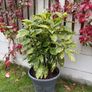 Aucuba japonica Plant with a pot Image 2