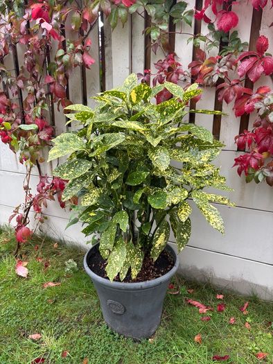 Aucuba japonica Plant with a pot