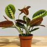 Maranta Leuconeura 'Fascinator Tricolor' (Pray Plant) in 12cm pot and 35cm in height Image 5