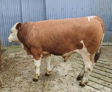 Pedigree Fleckvieh Bulls