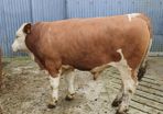 Pedigree Fleckvieh Bulls
