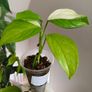 No.2 Monstera Acacoyaguensis Variegated Image 9