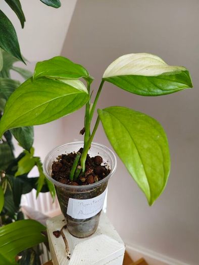 No.2 Monstera Acacoyaguensis Variegated