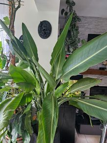 Large Bird of Paradise plant in pot