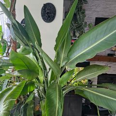 Large Bird of Paradise plant in pot