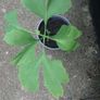 Ginkgo Biloba Tree Image 2