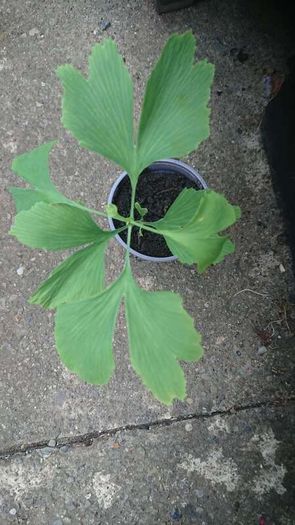 Ginkgo Biloba Tree