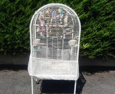 budgie and cage