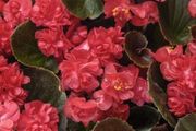 (B) Begonia Feja seeds (15s) (415861)