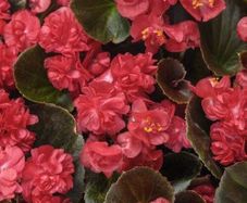 (B) Begonia Feja seeds (15s) (415861)