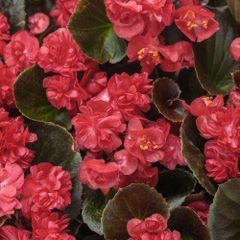 (B) Begonia Feja seeds (15s) (415861)