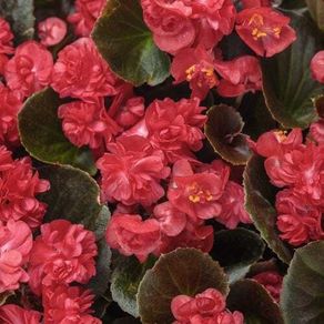 (B) Begonia Feja seeds (15s) (415861)