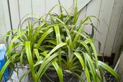 garden plants