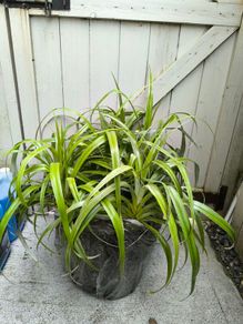 garden plants