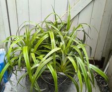 garden plants