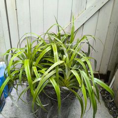 garden plants