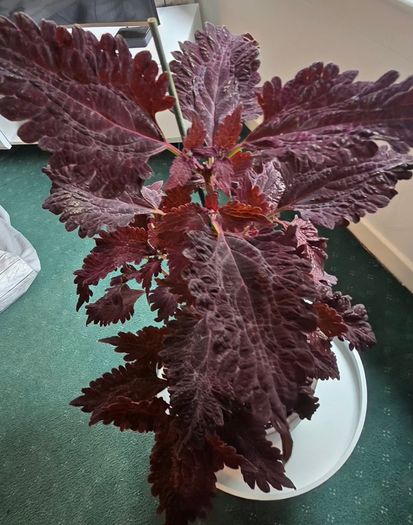 large indoor plant and pot