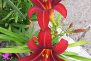 Mixed Day Lillies