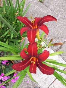 Mixed Day Lillies