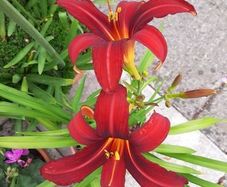 Mixed Day Lillies