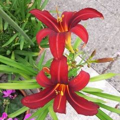 Mixed Day Lillies