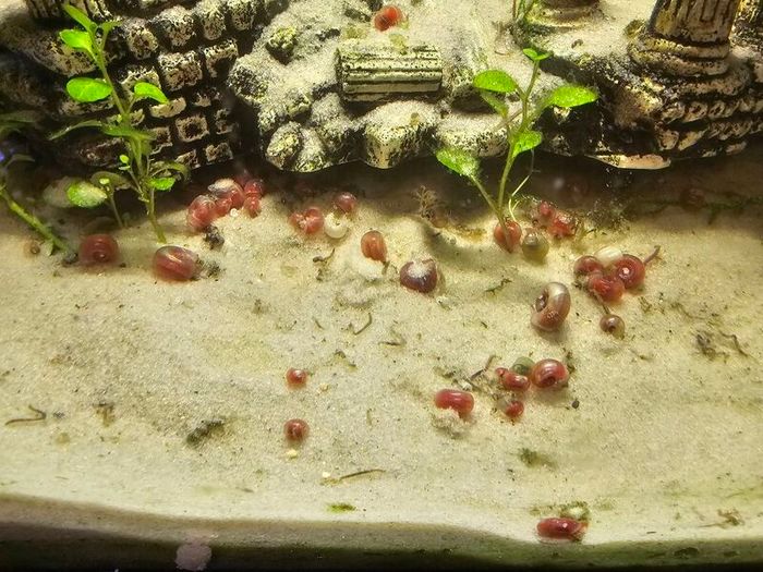 Ramshorn snails 10 for 10 euros  duckweed & Java moss 5 Euros