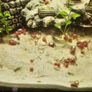 Ramshorn snails 10 for 10 euros  duckweed & Java moss 5 Euros Image 3