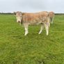 Organic Charolais breeding heifers Image 3