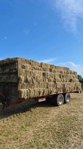 Square bales of hay
