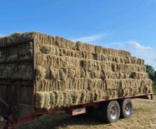 Square bales of hay