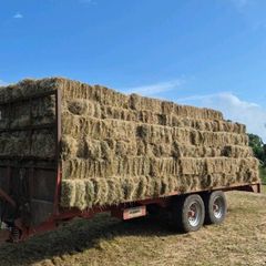 Square bales of hay