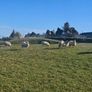 Hoggets Image 3