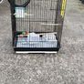 bird cage ( large) Image 2