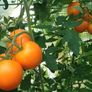 Seeds to plant in April from 1 euro Image 9